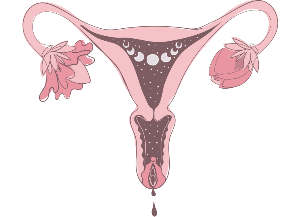 Dessin d'un utérus en rose, symbolisant la santé reproductive et les méthodes de contraception naturelle par les plantes ainsi que la symptothermie