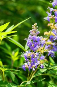 Plante endométriose, la lavande permet de soulager l'endométriose.