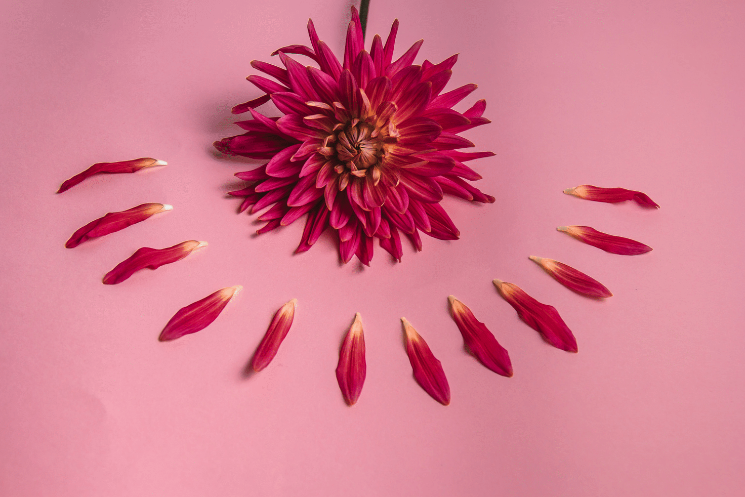 Pétales d'une fleur rose disposés en cercle sur un fond rose, symbolisant le cycle de vie féminin. Image utilisée pour illustrer l'accompagnement de la ménopause en naturopathie avec Agnès Kerguillec, Naturopathe Lyon Vienne et Visio