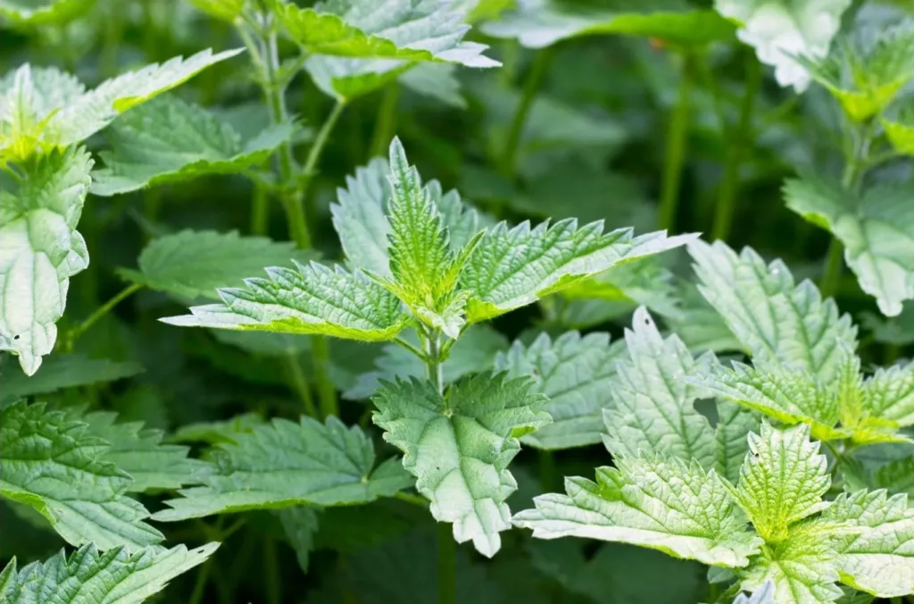 L'ortie, plante médicinale fertilité, est mise en avant dans cette image, symbolisant son rôle dans le renforcement de la fertilité naturelle et l'amélioration de la santé reproductive grâce à une approche holistique en naturopathie. Cette plante illustre le lien étroit entre la naturopathie et la fertilité.